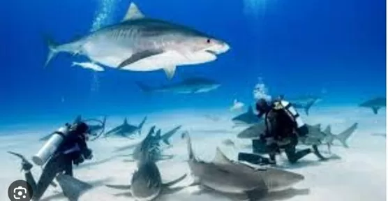 Cuba xác định 108 loài sinh vật biển có nguy cơ tuyệt chủng, 29 loài  trong phạm vi nguy cấp nghiêm trọng