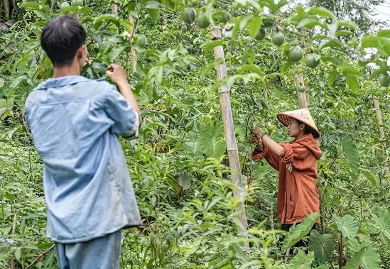 Cô gái Mông truyền cảm hứng cho cộng đồng thanh niên dân tộc thiểu số