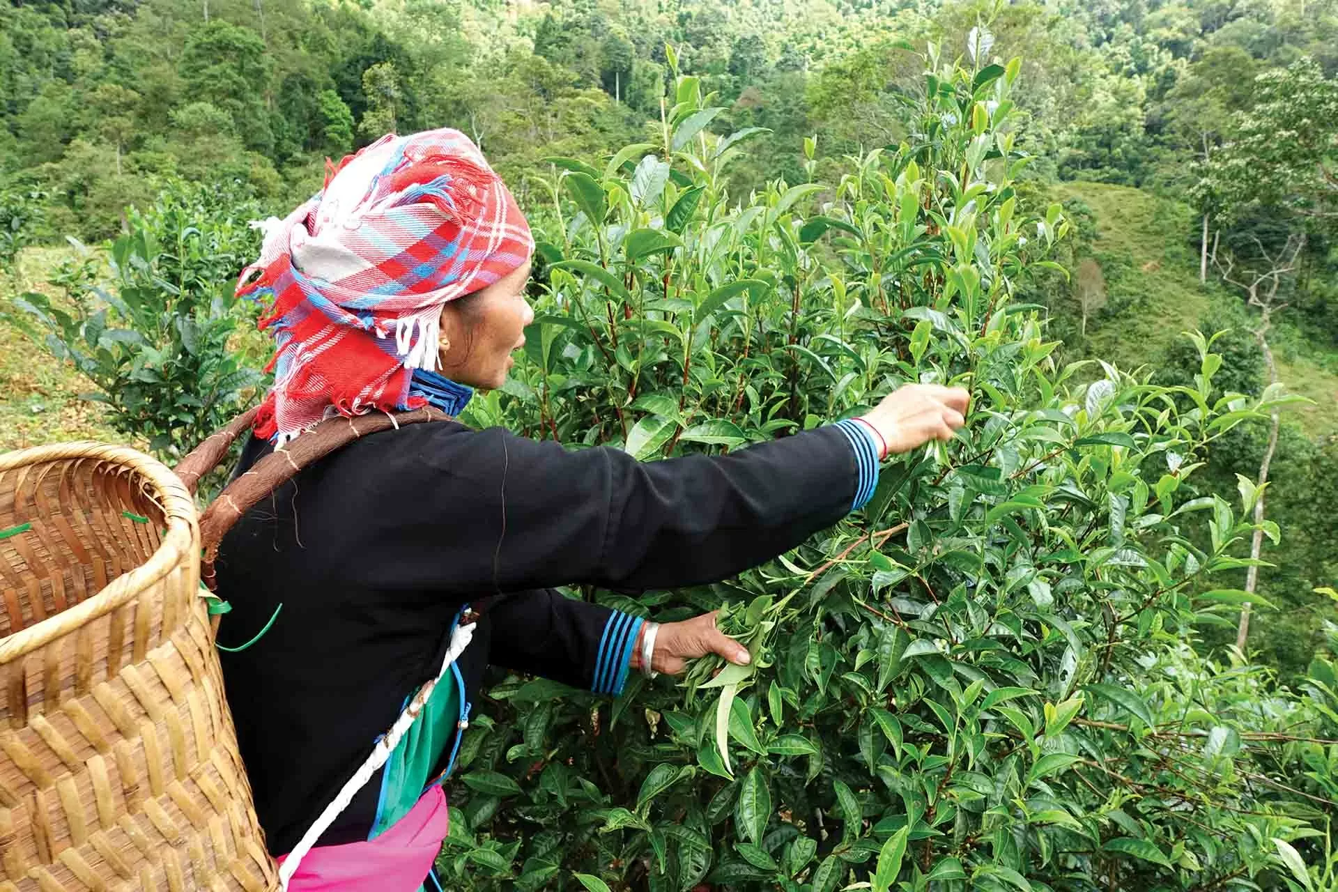 Câu chuyện phát triển xanh ở Bản Liền