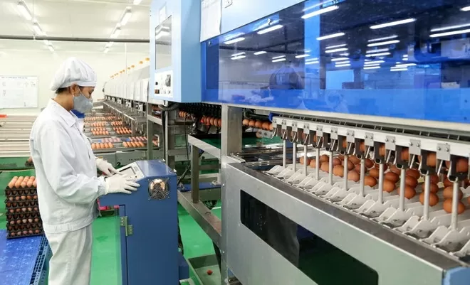 Công ty trách nhiệm hữu hạn ĐTK Phú Thọ, đóng trên địa bàn xã Tề Lễ, huyện Tam Nông, tỉnh Phú Thọ, chuyên sản xuất trứng gà sạch với công nghệ được chuyển giao 100% từ tập đoàn ISE Foods (Nhật Bản). (Ảnh: Trung Kiên)