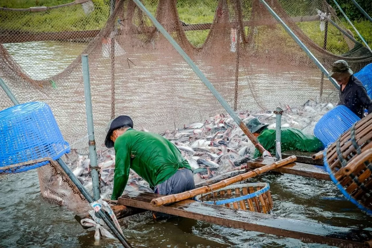Cách nuôi quan trọng hơn nơi phân bố