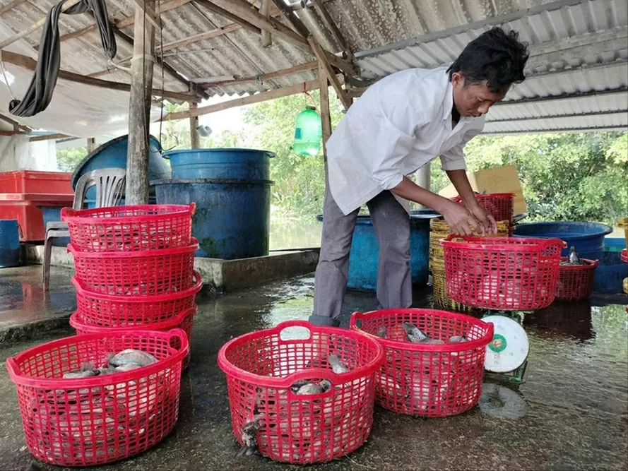 Nhiều hộ dân tộc Khmer tham gia vào nghề làm khô cá sặc bổi, giúp cải thiện đời sống, vươn lên thoát nghèo. (Nguồn: Tiền Phong)