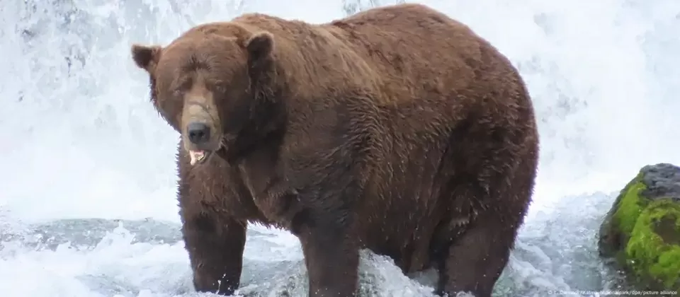 Chú gấu nâu nặng 545 kg đăng quang ngôi vị gấu béo nhất năm 2025 Chú gấu nâu nặng 545 kg đăng quang ngôi vị gấu béo nhất năm 2025
