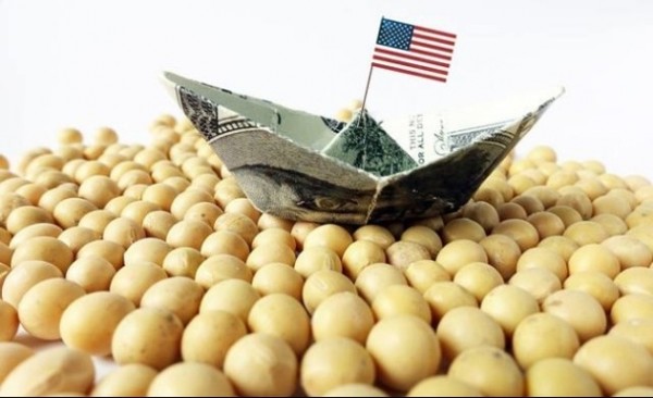 Trung Quốc - Khách hàng mua đậu tương lớn nhất và không thể thay thế của Mỹ