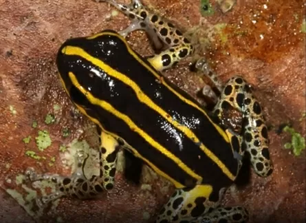 Peru: Phát hiện loài ếch mới, màu sắc sặc sỡ, kích thước siêu nhỏ Peru: Phát hiện loài ếch mới, màu sắc sặc sỡ, kích thước siêu nhỏ