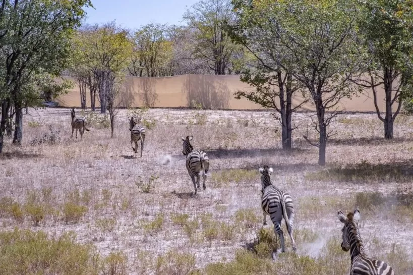 Tái thả động vật hoang dã, châu Phi hồi sinh đa dạng sinh học