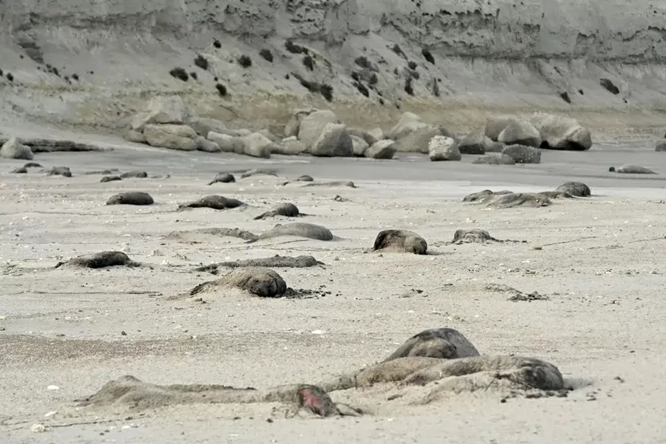 Argentina: Sư tử biển đối mặt nguy cơ tuyệt chủng do dịch cúm gia cầm Argentina: Sư tử biển đối mặt nguy cơ tuyệt chủng do dịch cúm gia cầm