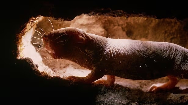 Khám phá bí quyết trường thọ từ chuột dũi trụi lông có thể áp dụng cho con người