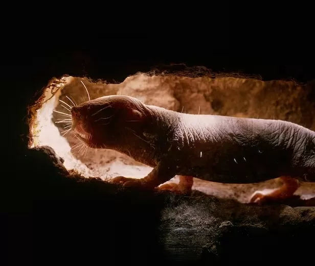 Tìm ra bí quyết trường thọ ở loài chuột có tiềm năng áp dụng trên người Tìm ra bí quyết trường thọ ở loài chuột có tiềm năng áp dụng trên người