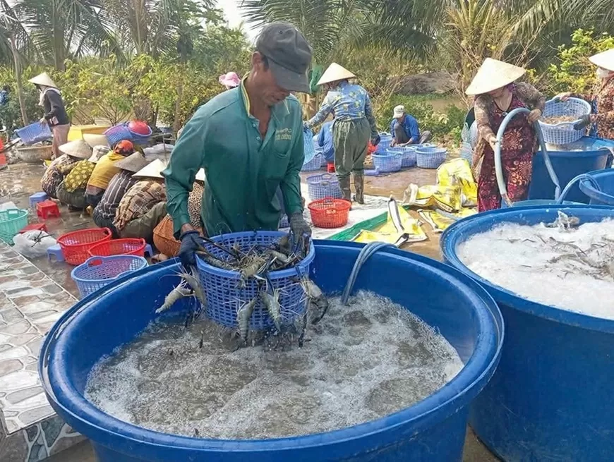 Mô hình nuôi tôm giúp người dân ở Cà Mau có nguồn thu nhập ổn định, vươn lên thoát nghèo (Ảnh: Thanh Hòa)