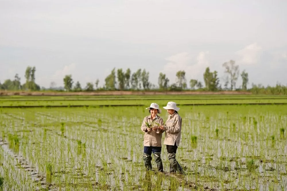 Nữ kỹ sư nông nghiệp gieo vàng trên cánh đồng quê hương Nữ kỹ sư nông nghiệp gieo vàng trên cánh đồng quê hương