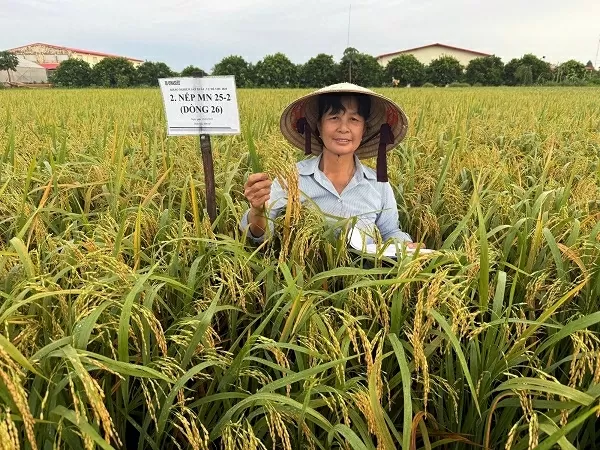 Nữ kỹ sư nông nghiệp gieo vàng trên cánh đồng quê hương