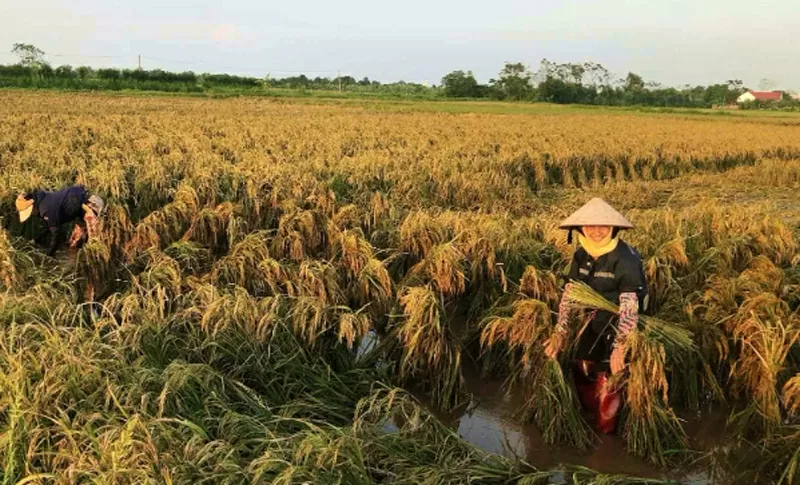 Vẻ đẹp phụ nữ Việt Nam tỏa sáng qua từng khoảnh khắc lao động Vẻ đẹp phụ nữ Việt Nam tỏa sáng qua từng khoảnh khắc lao động