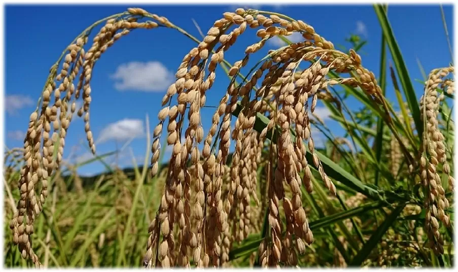 Biến bữa ăn học đường thành khoản đầu tư cho tương lai: Câu chuyện từ thành phố hữu cơ Kisarazu Nhật Bản