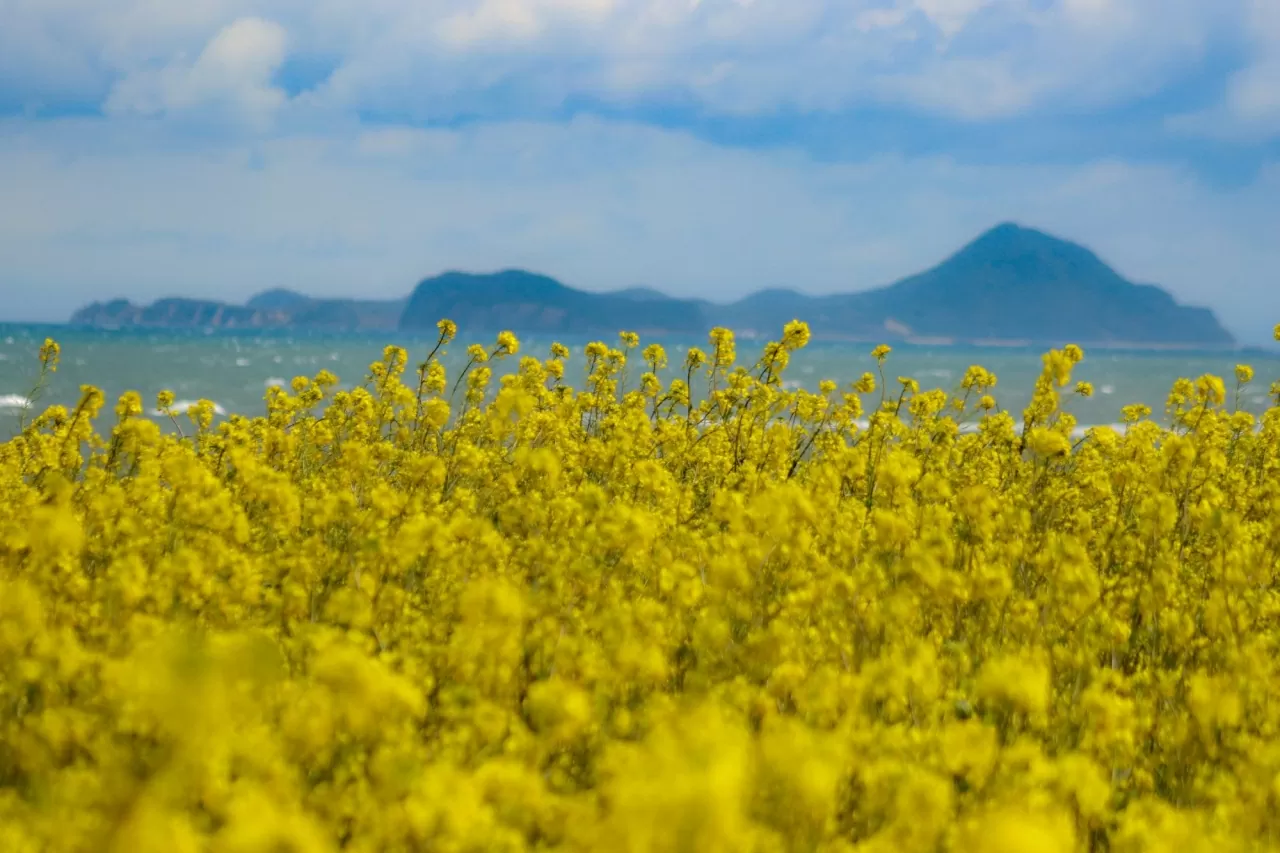 7 trải nghiệm 'đáng tiền' cho mùa thu Jeju