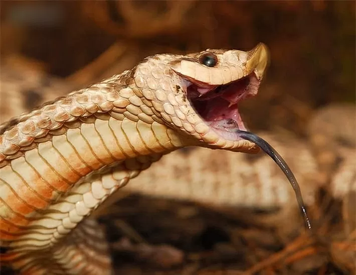 Giới khoa học Australia giải mã nghệ thuật săn mồi của các loài rắn độc Giới khoa học Australia giải mã nghệ thuật săn mồi của các loài rắn độc