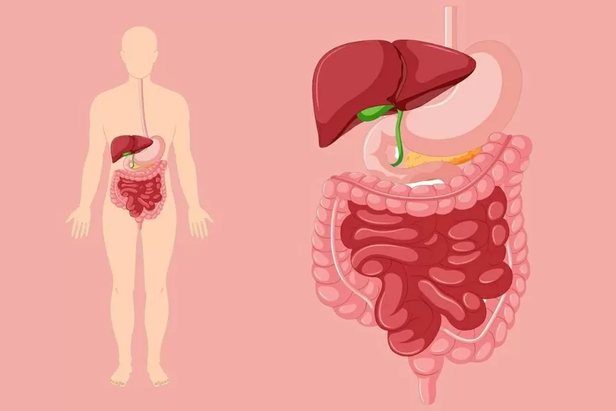 Nghiên cứu hé lộ vai trò quan trọng của hydro trong hệ tiêu hóa Nghiên cứu hé lộ vai trò quan trọng của hydro trong hệ tiêu hóa
