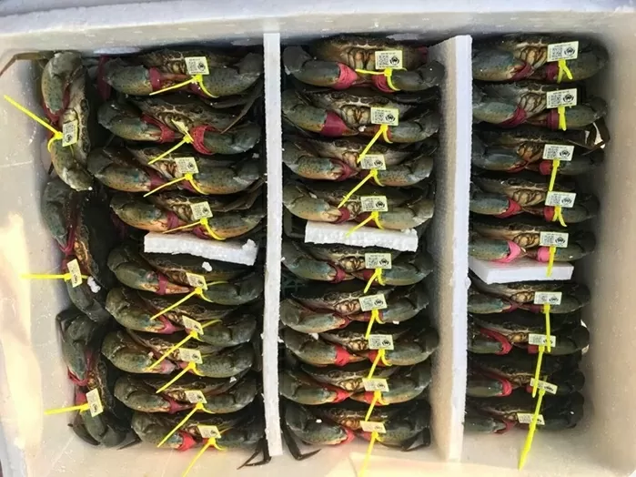 Sản phẩm cua biển gắn QR Code của Hợp tác xã Chế biến, Thương mại, Dịch vụ và Nuôi trồng thuỷ sản Cái Bát đạt chuẩn OCOP 3 sao. (Nguồn: VGP) Sản phẩm cua biển gắn QR Code của Hợp tác xã Chế biến, Thương mại, Dịch vụ và Nuôi trồng thuỷ sản Cái Bát đạt chuẩn OCOP 3 sao. (Nguồn: VGP)