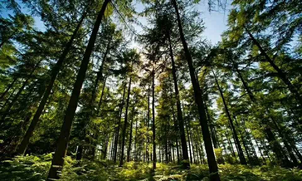 Hòa mình vào thiên nhiên cùng các lễ hội xanh đáng trải nghiệm nhất nước Anh