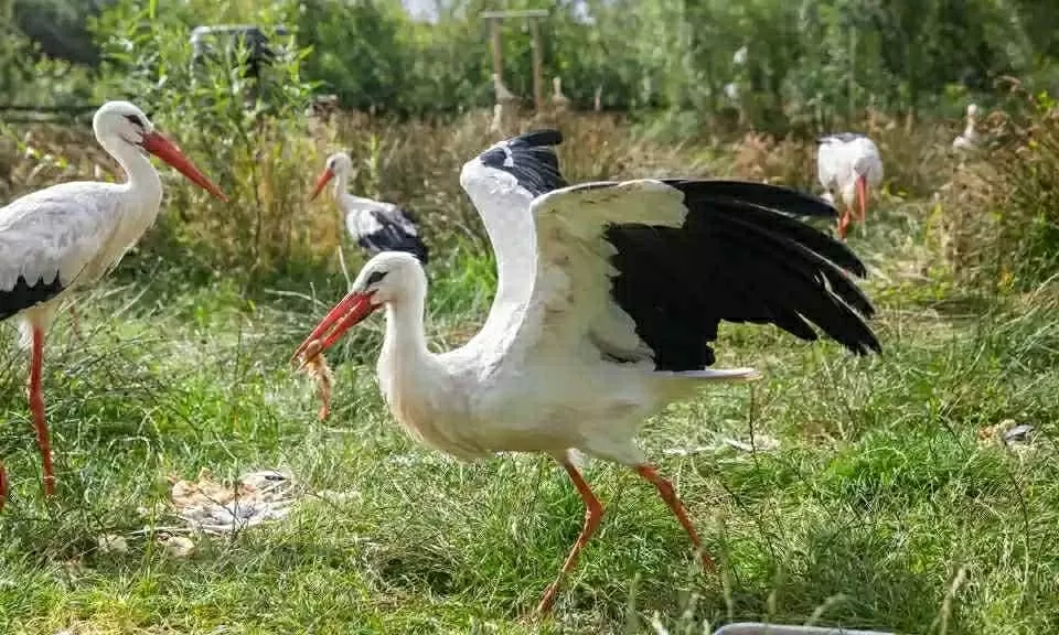 Hòa mình vào thiên nhiên cùng các lễ hội xanh đáng trải nghiệm nhất nước Anh Hòa mình vào thiên nhiên cùng các lễ hội xanh đáng trải nghiệm nhất nước Anh