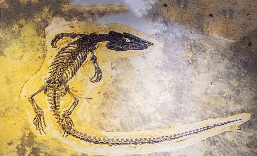 hoá thạch cá sấu biển 80 triệu năm hoá thạch cá sấu biển 80 triệu năm