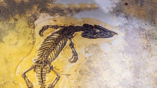 Ai Cập: Khai quật hóa thạch cá sấu mõm dài 80 triệu năm tuổi