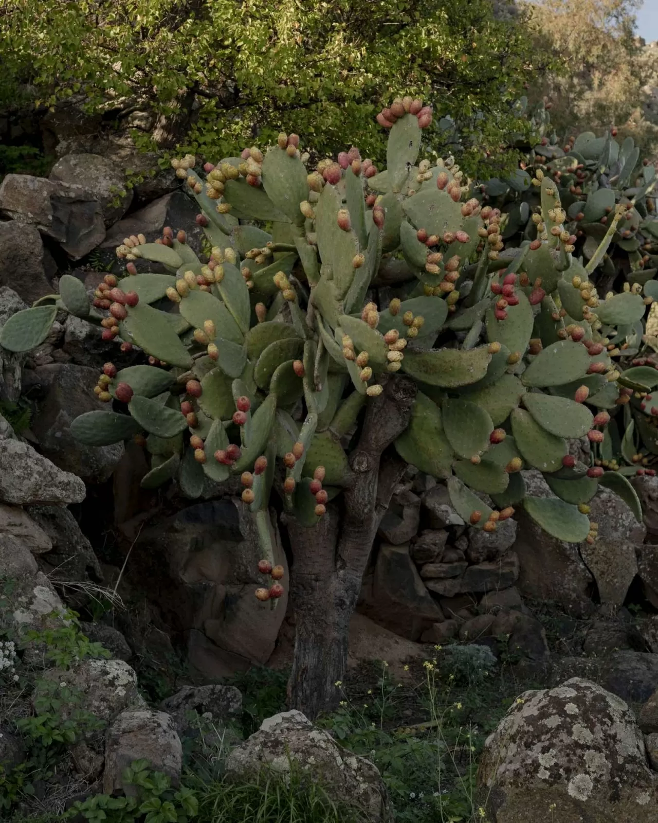 Câu chuyện về một thế giới lặng im giữa Địa Trung Hải