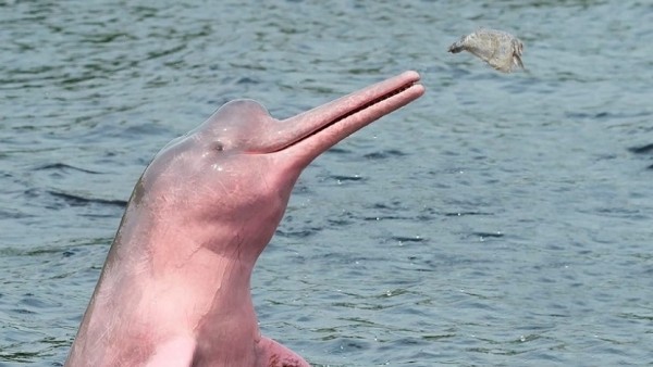 Hạn hán khắc nghiệt, nắng nóng kéo dài, nhiệt độ nước ban ngày cao bất thường khiến hàng trăm cá heo chết trên sông Amazon