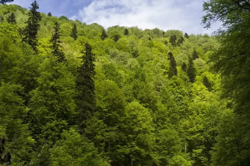 Các khu rừng châu Âu đang trở thành nhà máy thải CO2 Các khu rừng châu Âu đang trở thành nhà máy thải CO2