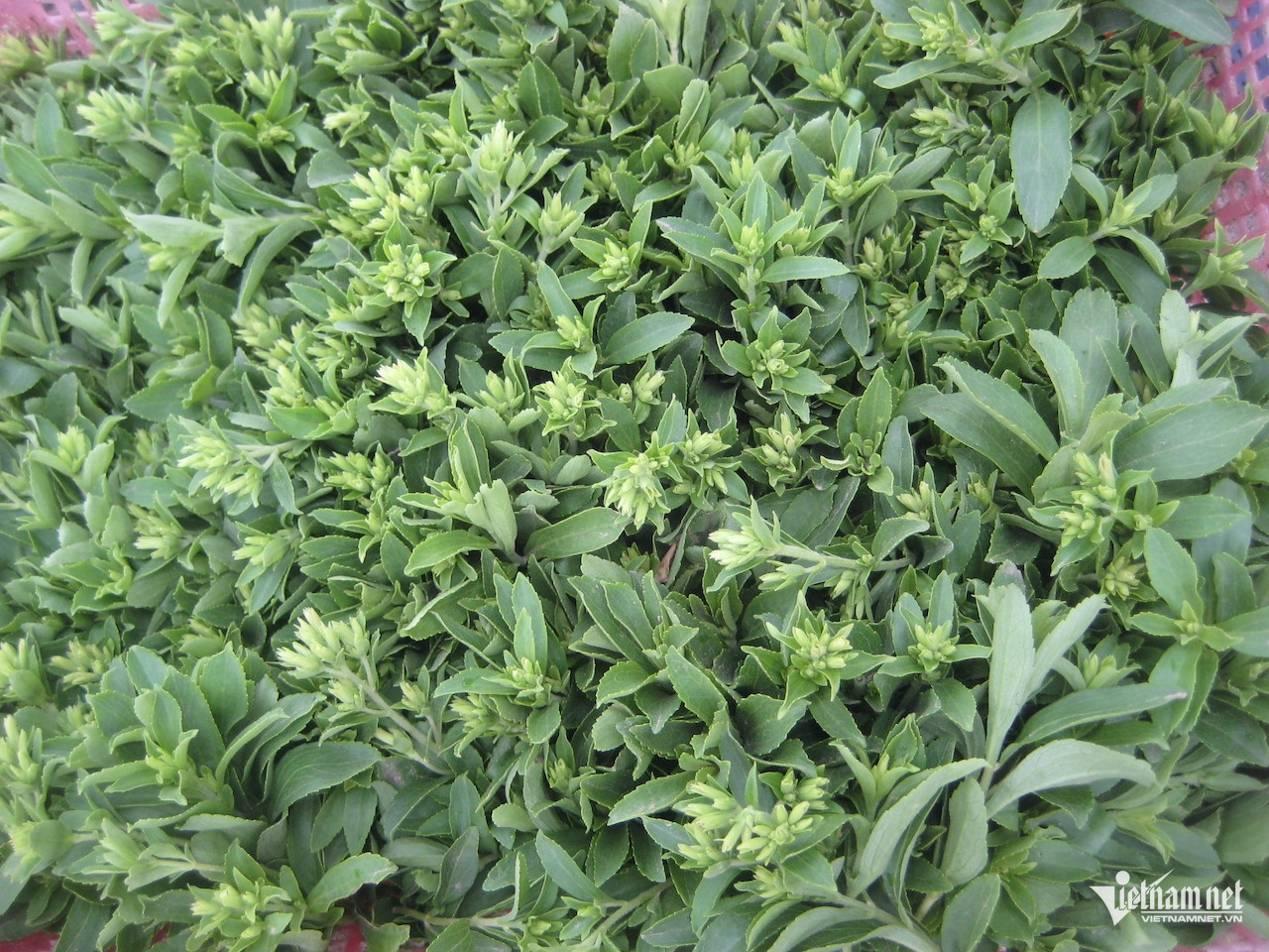 Giải pháp ngọt tự nhiên cho sức khỏe Giải pháp ngọt tự nhiên cho sức khỏe