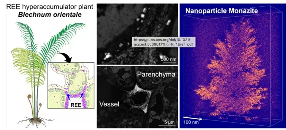 Trung Quốc lần đầu tiên phát hiện quá trình khoáng hóa sinh học đất hiếm ở cây dương xỉ