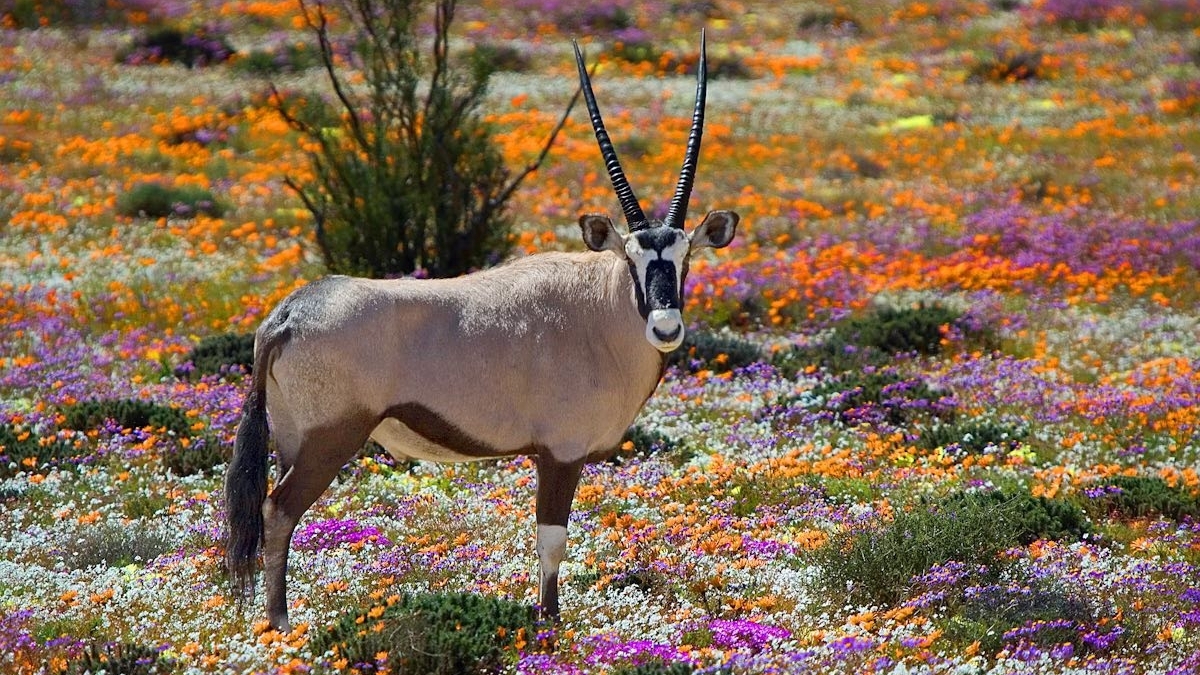 'Bỏ túi' 9 điểm đến không thể bỏ lỡ khi ghé thăm Nam Phi