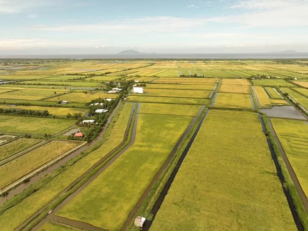 Xây dựng thương hiệu quốc gia, xây dựng lòng tin từ hạt gạo ngon nhất thế giới