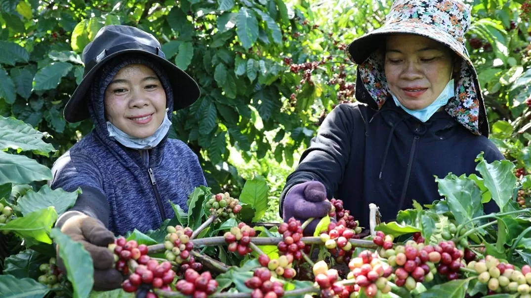 Xây dựng Thương hiệu quốc gia, đưa Việt Nam trở thành điểm đến của những người yêu cà phê Robusta