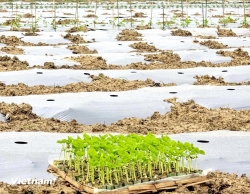 TP. Đà Nẵng: Vượt khó do thiên tai, người nông dân làng rau Bàu Tròn khôi phục vụ Tết Nguyên đán