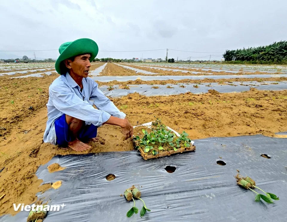 TP. Đà Nẵng: Làng rau Bàu Tròn hồi sinh sau 3 lần mất trắng vì lũ dữ miền Trung TP. Đà Nẵng: Làng rau Bàu Tròn hồi sinh sau 3 lần mất trắng vì lũ dữ miền Trung