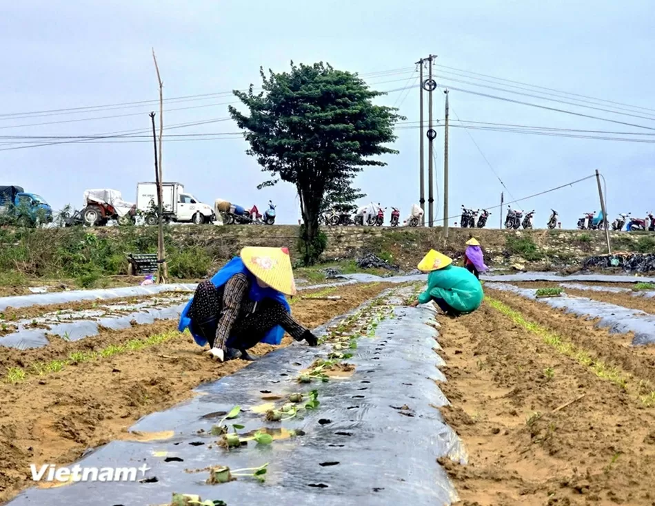 TP. Đà Nẵng: Làng rau Bàu Tròn hồi sinh sau 3 lần mất trắng vì lũ dữ miền Trung