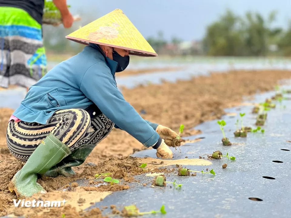 TP. Đà Nẵng: Làng rau Bàu Tròn hồi sinh sau 3 lần mất trắng vì lũ dữ miền Trung