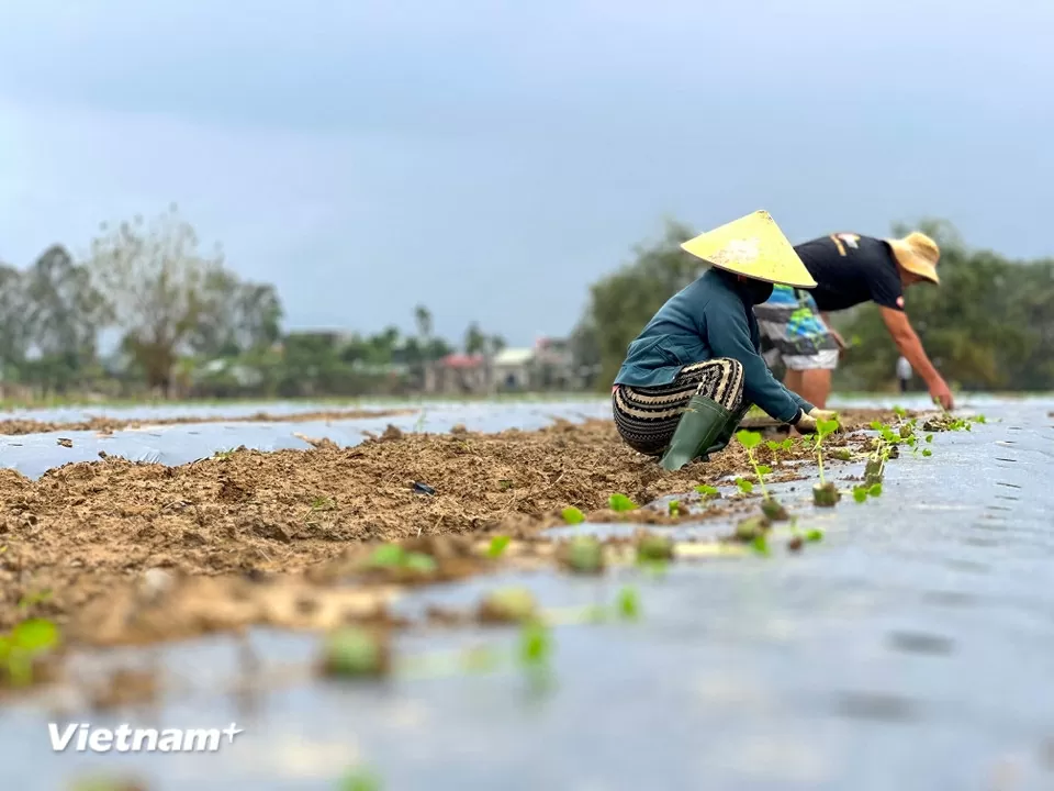TP. Đà Nẵng: Làng rau Bàu Tròn hồi sinh sau 3 lần mất trắng vì lũ dữ miền Trung