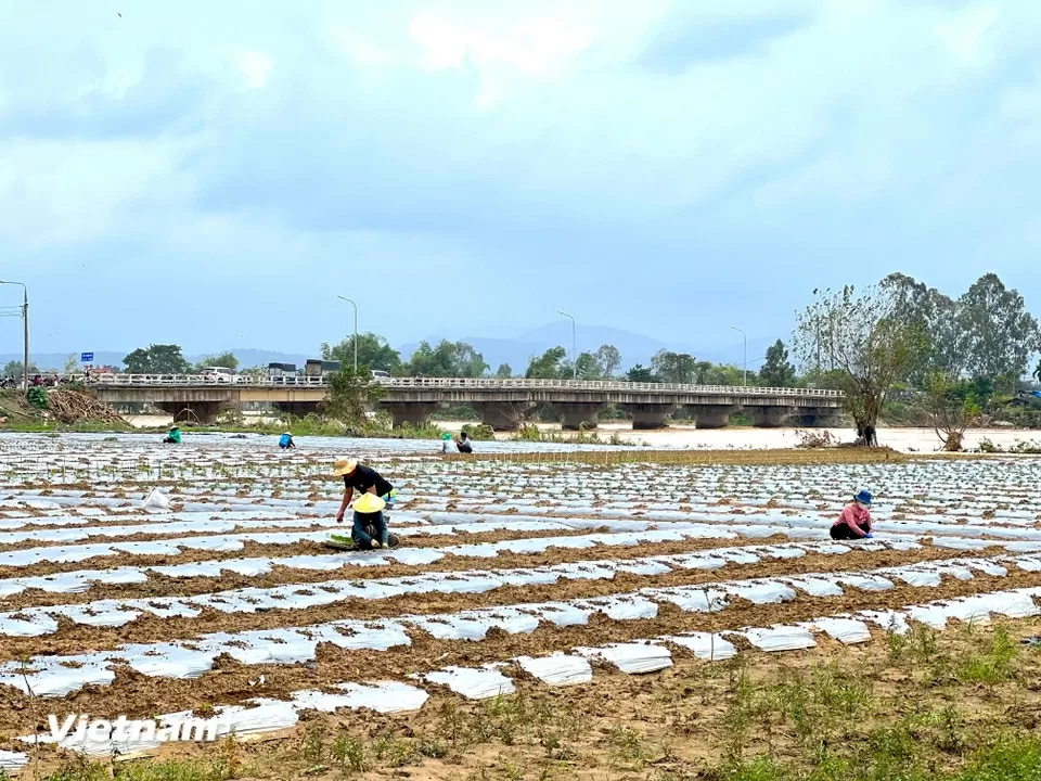 TP. Đà Nẵng: Làng rau Bàu Tròn hồi sinh sau 3 lần mất trắng vì lũ dữ miền Trung TP. Đà Nẵng: Làng rau Bàu Tròn hồi sinh sau 3 lần mất trắng vì lũ dữ miền Trung