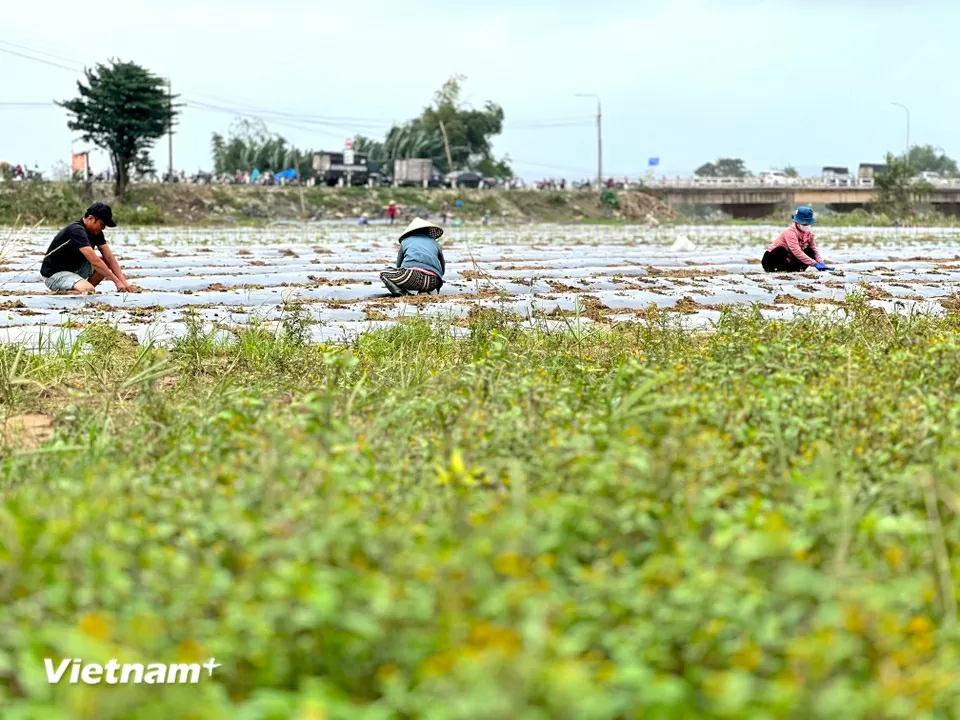 TP. Đà Nẵng: Làng rau Bàu Tròn hồi sinh sau 3 lần mất trắng vì lũ dữ miền Trung