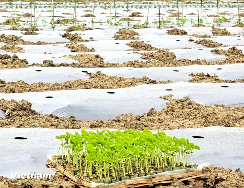 TP. Đà Nẵng: Làng rau Bàu Tròn hồi sinh sau 3 lần mất trắng vì lũ dữ miền Trung