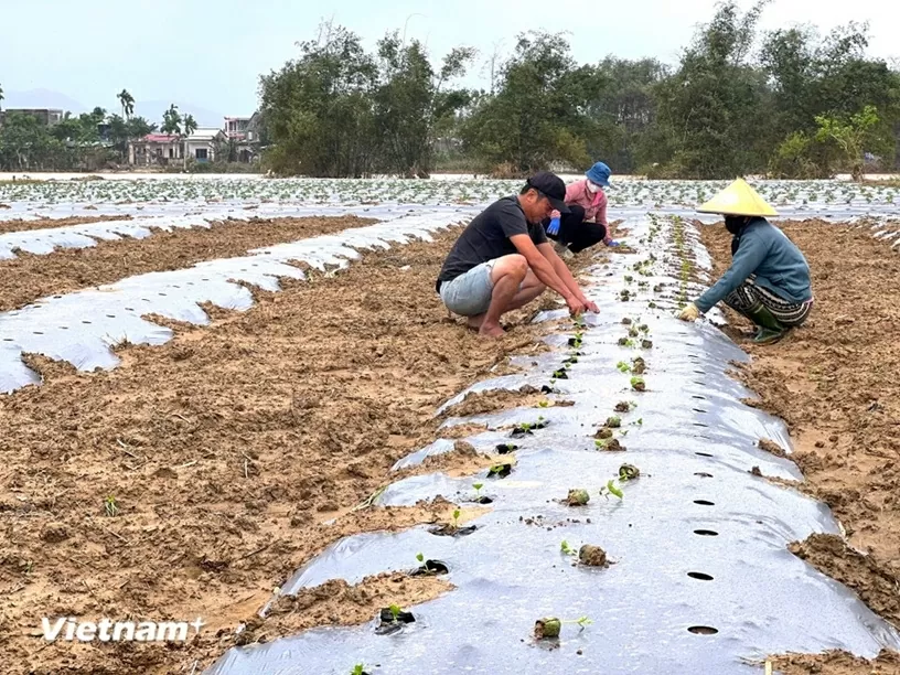 TP. Đà Nẵng: Làng rau Bàu Tròn hồi sinh sau 3 lần mất trắng vì lũ dữ miền Trung TP. Đà Nẵng: Làng rau Bàu Tròn hồi sinh sau 3 lần mất trắng vì lũ dữ miền Trung