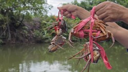 Nỗ lực đưa cua Cà Mau trở thành Thương hiệu quốc gia, tạo bản sắc riêng cho vùng Đất Mũi
