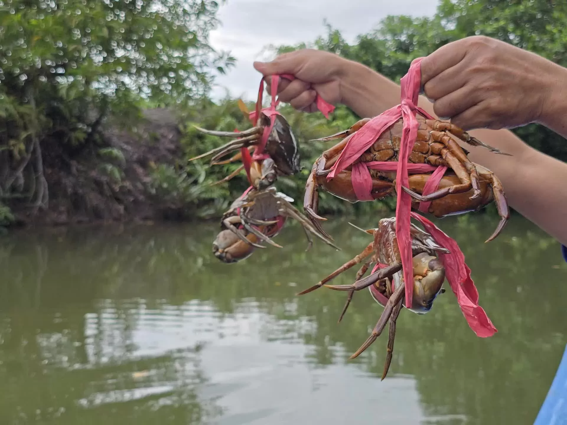 Nỗ lực đưa cua Cà Mau trở thành Thương hiệu quốc gia, tạo bản sắc riêng cho vùng Đất Mũi Nỗ lực đưa cua Cà Mau trở thành Thương hiệu quốc gia, tạo bản sắc riêng cho vùng Đất Mũi