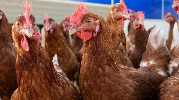 Ca tử vong đầu tiên trên thế giới do chủng cúm gia cầm H5N5 hiếm gặp tại Mỹ