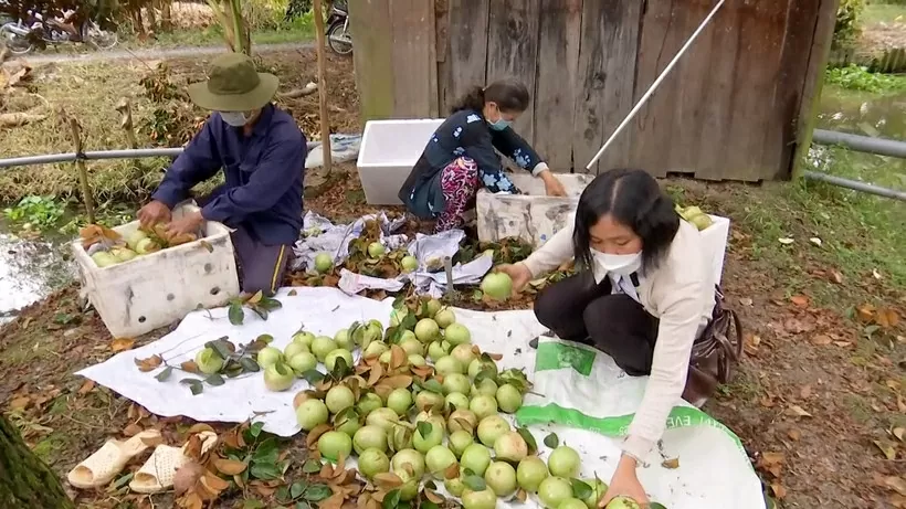 Xây dựng nông thôn mới ở Cần Thơ: Nền tảng vững chắc cho phát triển bền vững Xây dựng nông thôn mới ở Cần Thơ: Nền tảng vững chắc cho phát triển bền vững