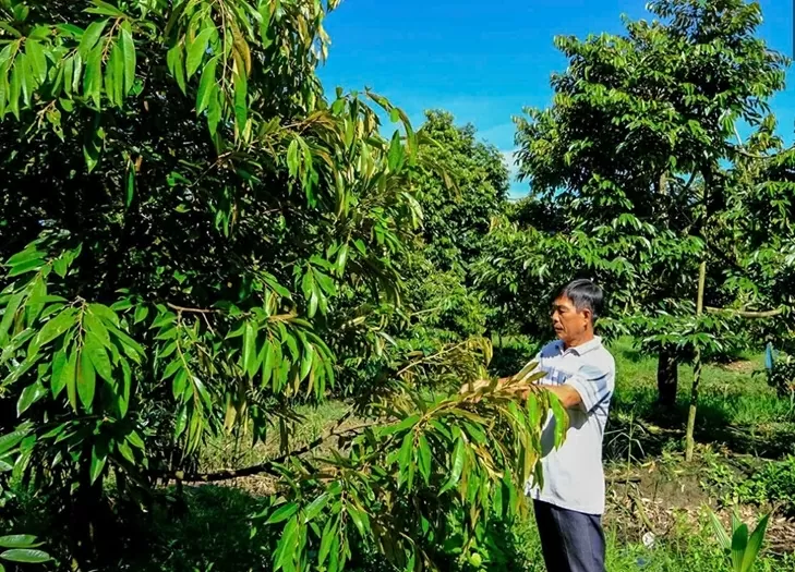 Mô hình vườn cây ăn trái cho hiệu quả kinh tế cao ở xã Trường Long. Ảnh: baocantho.com