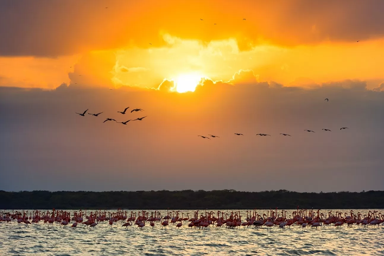 Khu bảo tồn Động thực vật “Los Flamencos”. Khu bảo tồn Động thực vật “Los Flamencos”.