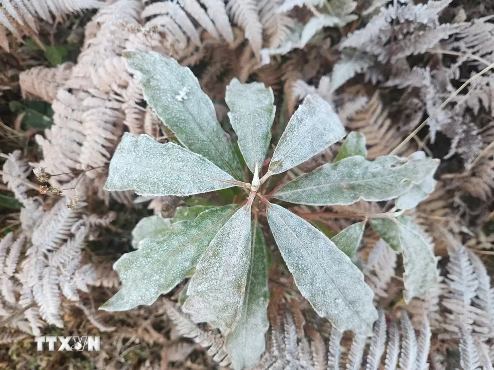 Băng giá phủ trắng Y Tý, khách đổ xô đặt kín phòng